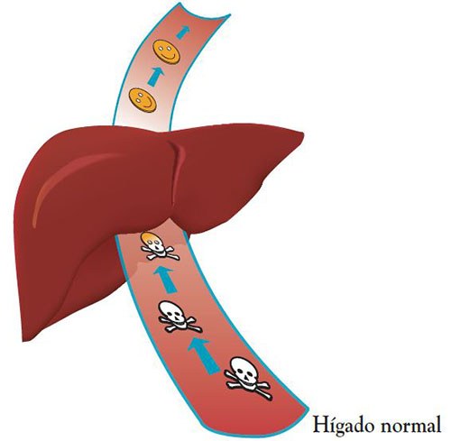 Image illustrating how the liver filters toxins, represented by skulls and crossbones, out of the blood.