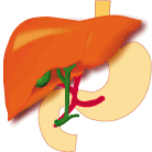 Liver changes from healthy to cirrhotic.