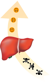 Picture: Liver is a toxin filter
