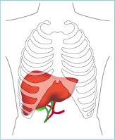 The liver behind the lower ribs